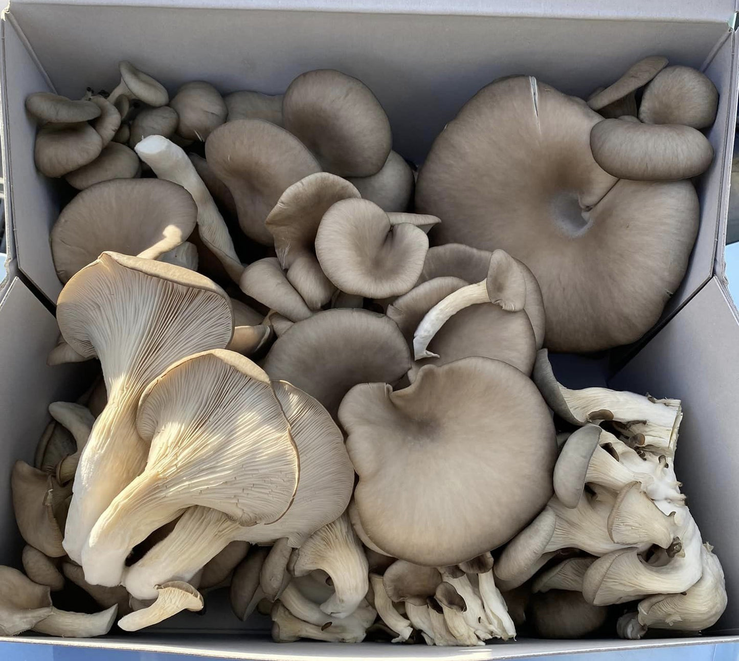 Grey Oyster Mushrooms