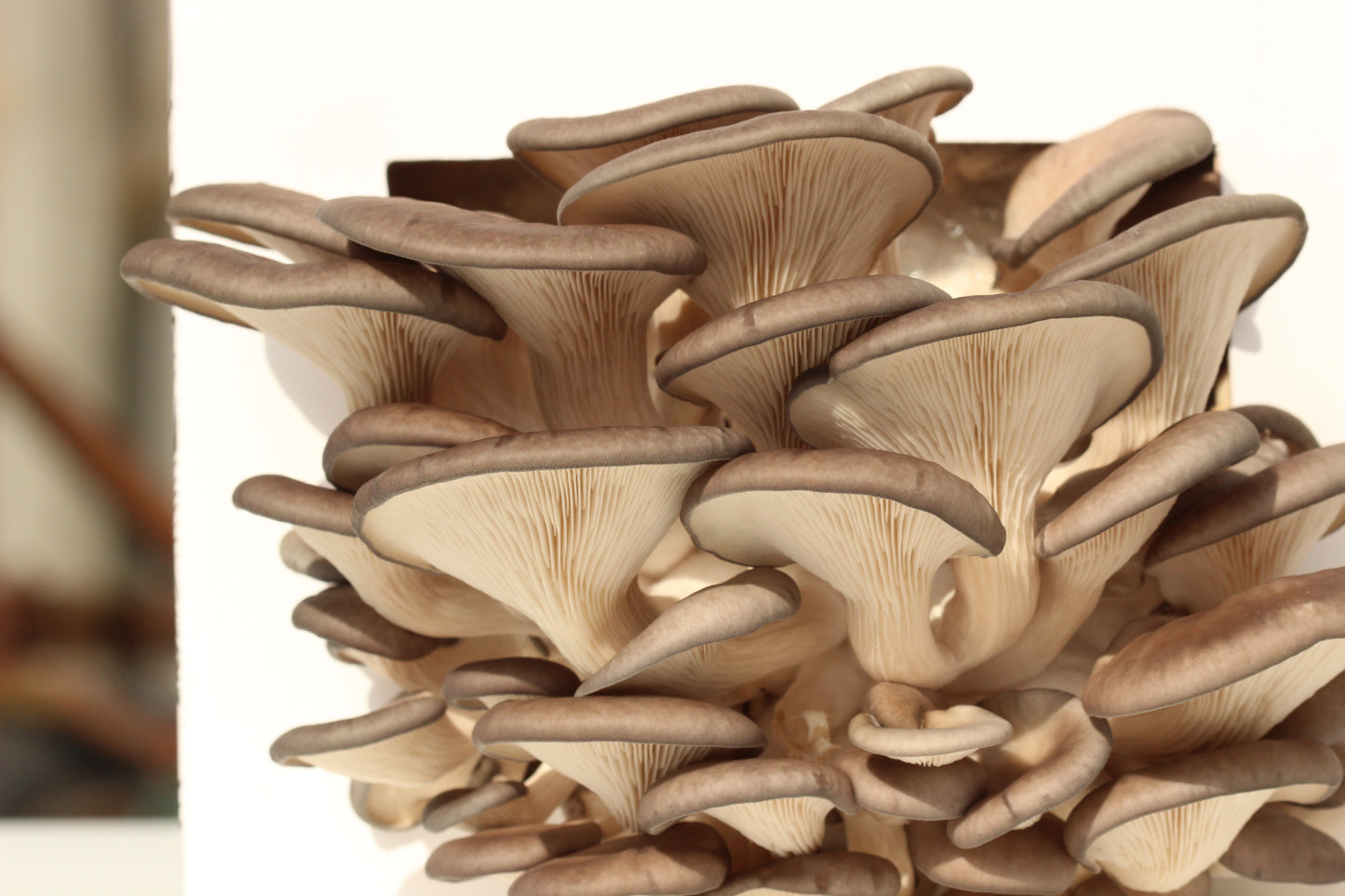 Grey Oyster Grow Kit