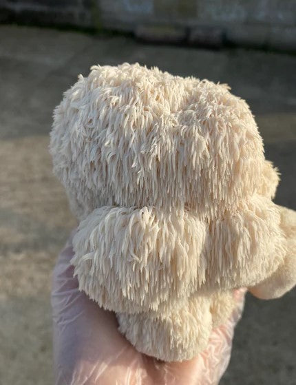 Lions Mane Mushroom