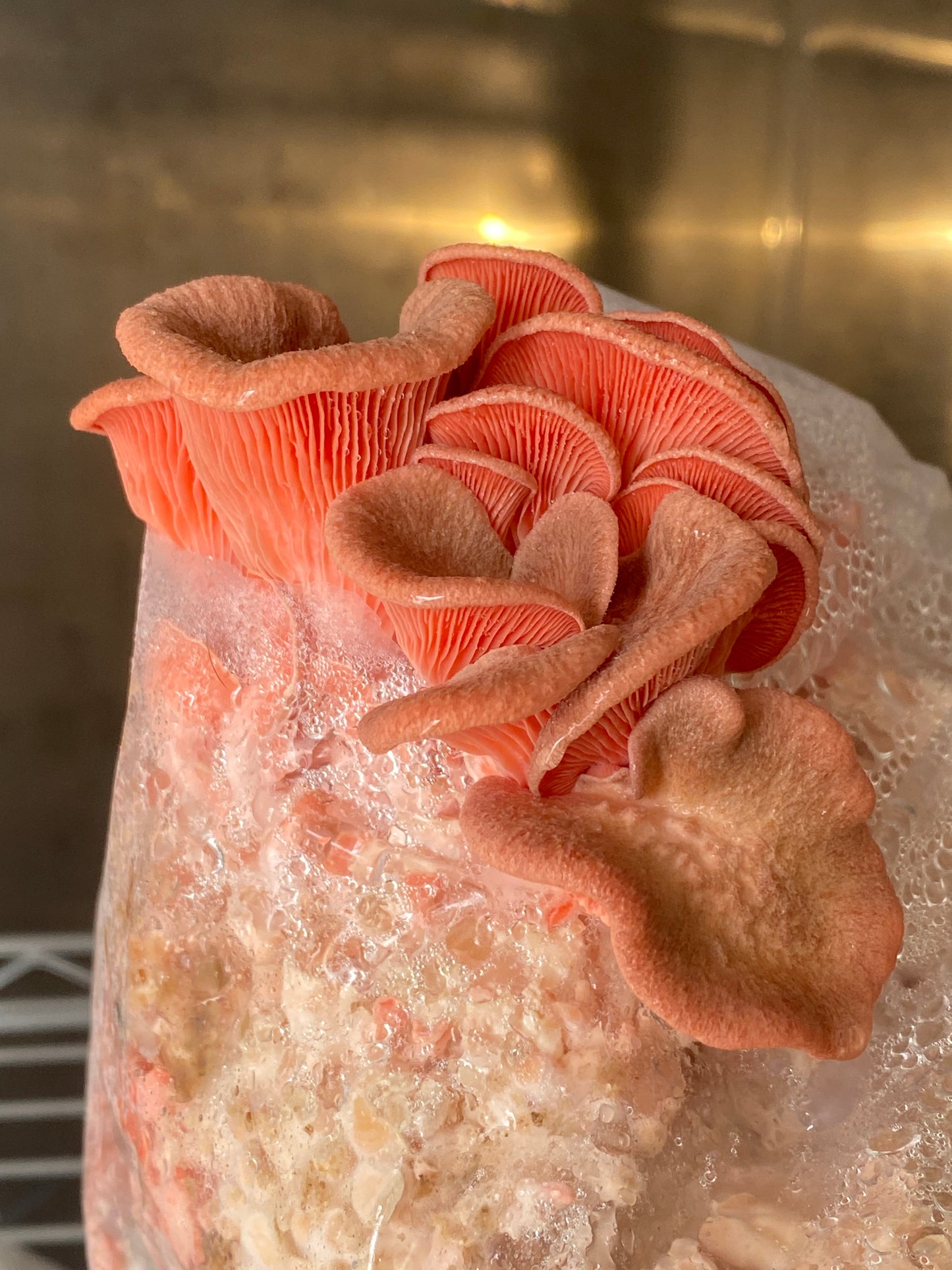 Pink Oyster Mushrooms