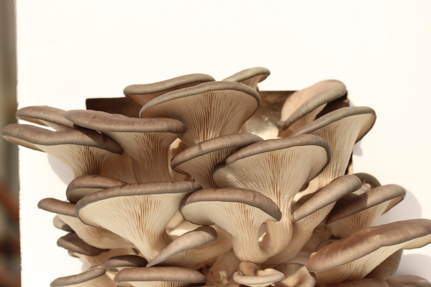 Grey Oyster Mushrooms